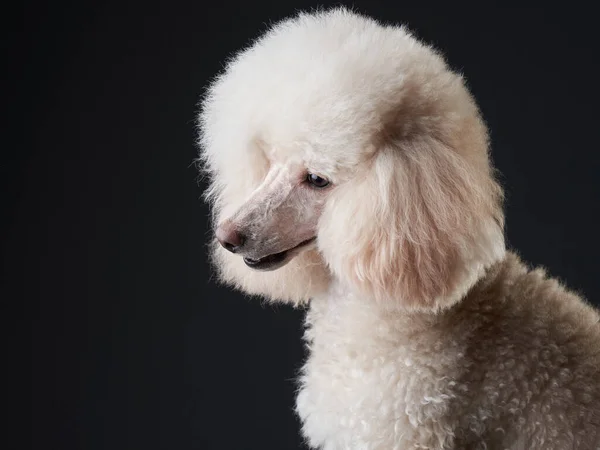 Egy fehér kis pudli portréja. kutya fekete háttér — Stock Fotó