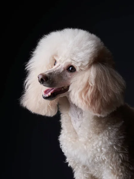 Портрет білого маленького пуделя. собака на чорному тлі — стокове фото