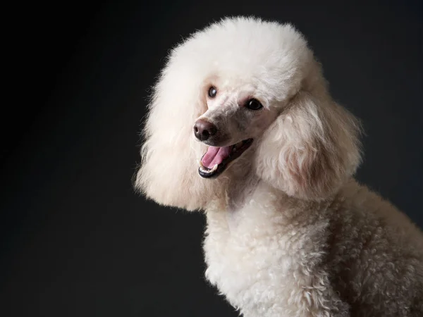 Retrato de um pequeno poodle branco. cão no fundo preto — Fotografia de Stock