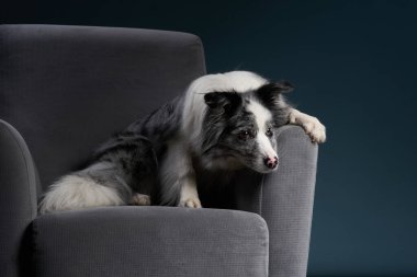 Sandalyedeki köpek. Mermer. Collie Kenarı