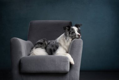 Sandalyedeki köpek. Mermer. Collie Kenarı