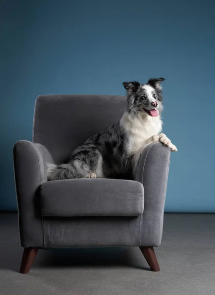 Um cão numa cadeira. Mármore. Fronteira Collie — Fotografia de Stock