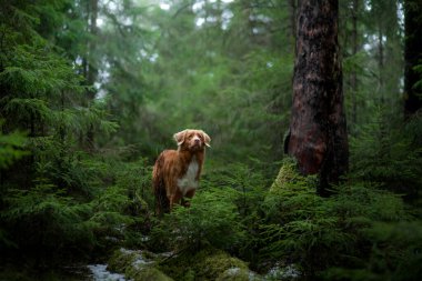 Spruce Ormanı 'ndaki kırmızı köpek. Doğadaki Nova Scotia Duck Tolling Retriever. Evcil bir hayvanla yürü