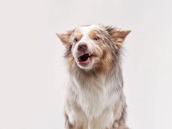 面白い犬だ。ハッピーボーダーコリーカーブマウス — ストック写真