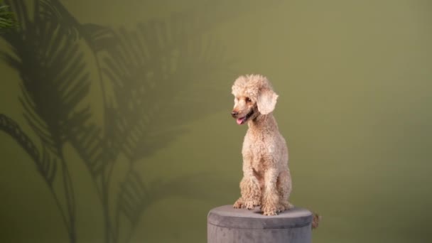 El caniche está agitando su pata. perro adentro. mascota feliz — Vídeos de Stock