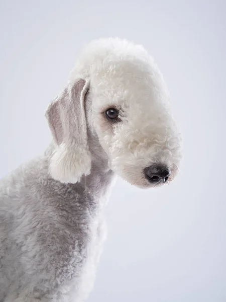 Білий Бедлінгтон. Зображення собаки зблизька. Приваблива тварина — стокове фото