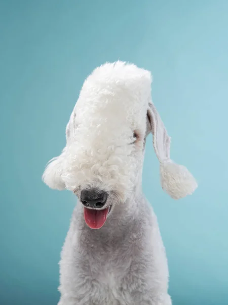 White Bedlington. portrait en gros plan d'un chien. Charmant animal — Photo