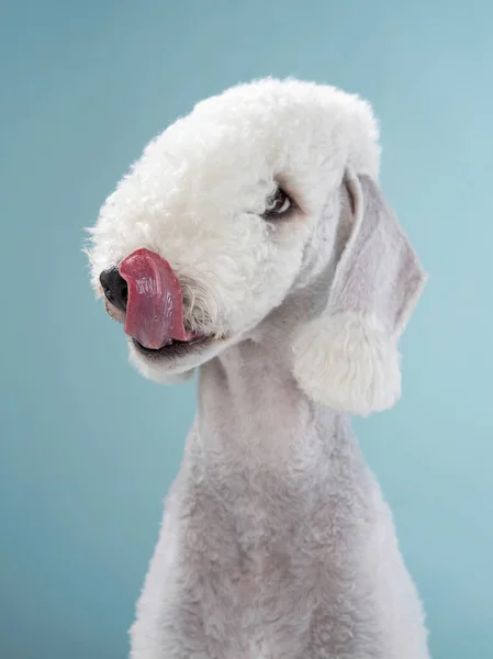 White Bedlington. close-up portrait of a dog. Charming pet Stock Image