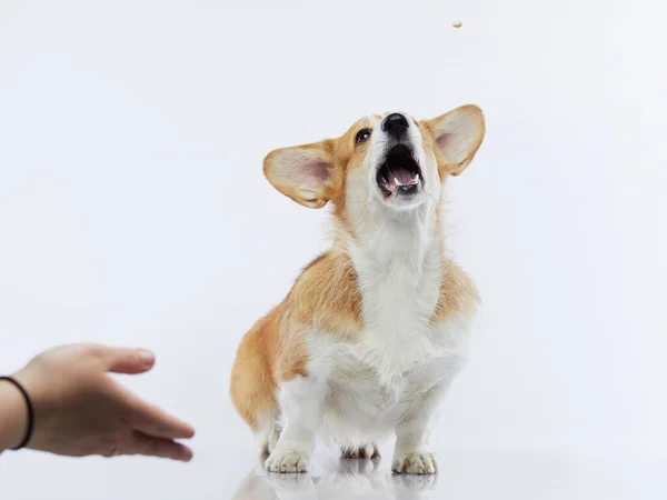 O cão pega um pedaço de comida. engraçado galês corgi pembroke em um fundo branco. — Fotografia de Stock