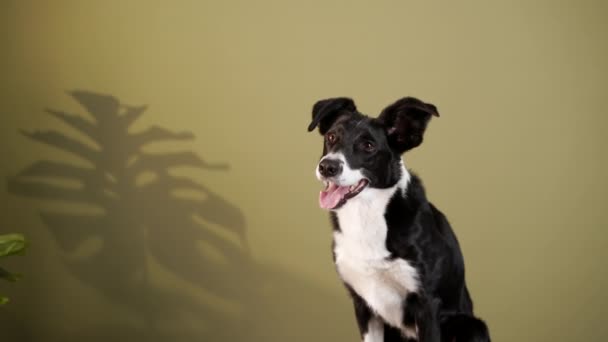 The Border Collie is waving its paw. dog indoors. happy pet — Stock Video