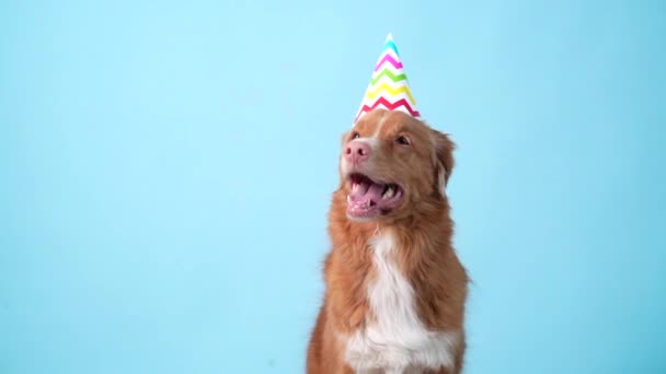 Cão em um gorro festivo. Nova Scotia Duck Tolling Retriever em um fundo azul. — Vídeo de Stock