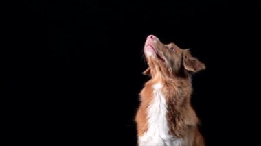Köpek yiyecek yakalar. Ağır çekim. Siyah arka planda Nova Scotia Duck Tolling Retriever