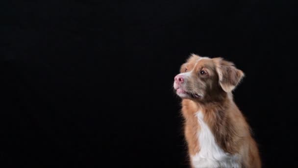 The dog catches food. Slow motion. Nova Scotia Duck Tolling Retriever on a black background — Stock Video