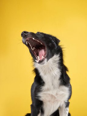 Komik köpek. Mutlu Sınır Collie eğrisi ağızlık