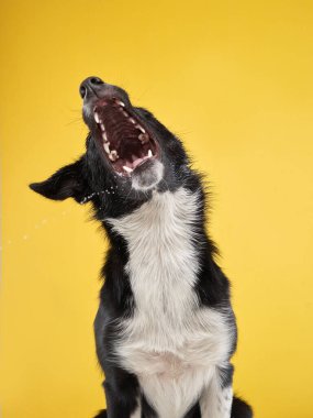 Komik köpek. Mutlu Sınır Collie eğrisi ağızlık
