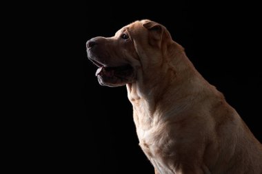 Beyaz arka planda Shar Pei köpeği