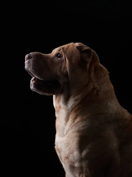 Shar Pei cane su sfondo bianco — Foto Stock