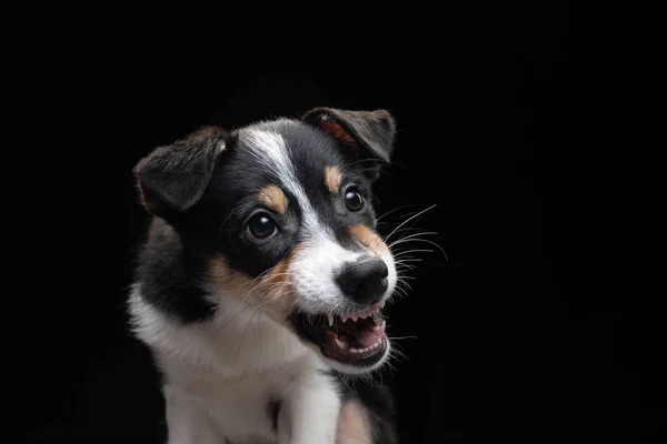 Vicces határmenti collie kiskutya. A kutya vigyorog, játszik. — Stock Fotó