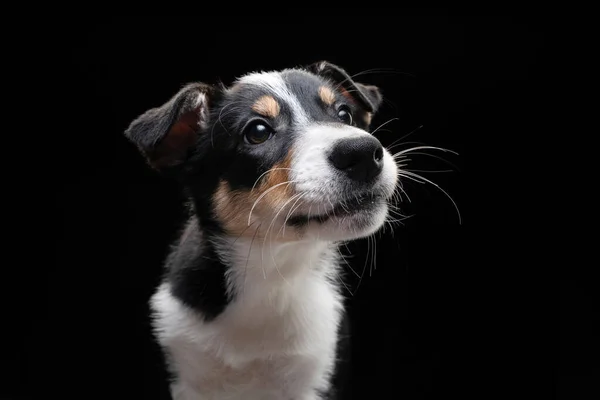 Funny border collie puppy. The dog is grinning, playing — Stock Photo, Image