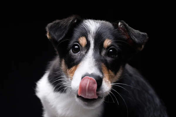 Śmieszny szczeniaczek collie. Pies się uśmiecha, bawi. — Zdjęcie stockowe