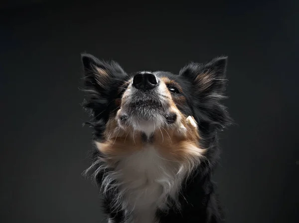 O cão apanha comida. expressivo tricolor Fronteira Collie. animal de estimação engraçado — Fotografia de Stock