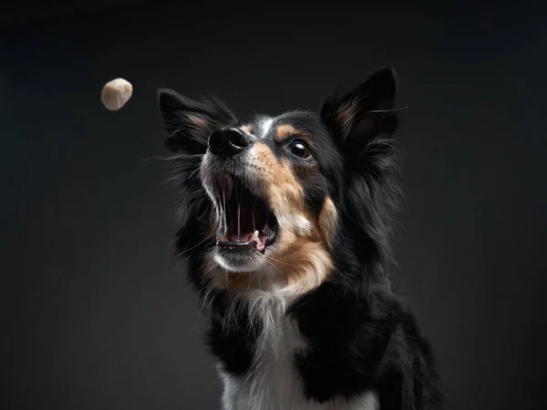 The dog catches food. expressive tricolor Border Collie. funny pet — Stock Photo, Image