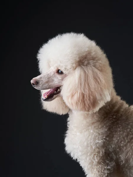 Retrato de um pequeno poodle branco. cão no fundo preto — Fotografia de Stock