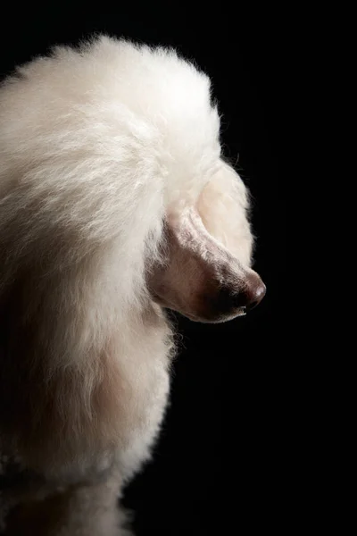 Retrato de un caniche blanco. perro sobre fondo negro — Foto de Stock