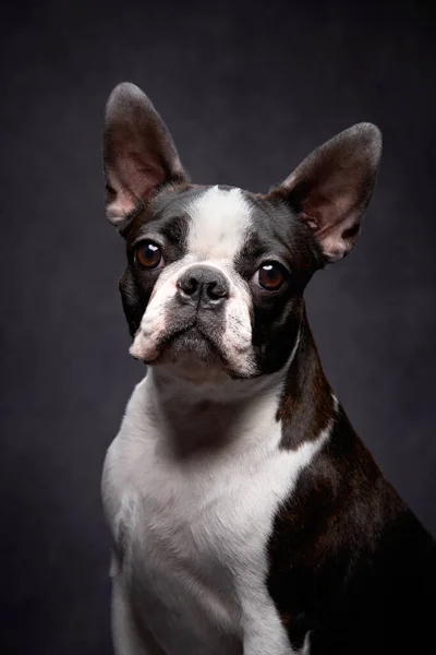 Ritratto di un cane su sfondo nero. — Foto Stock