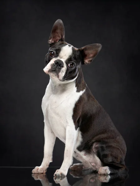 Ritratto di un cane su sfondo nero. — Foto Stock