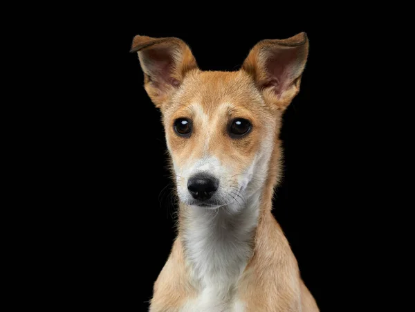 Siyah sandalyedeki köpek. Karışık cins, 4 aylık yavru köpek. — Stok fotoğraf