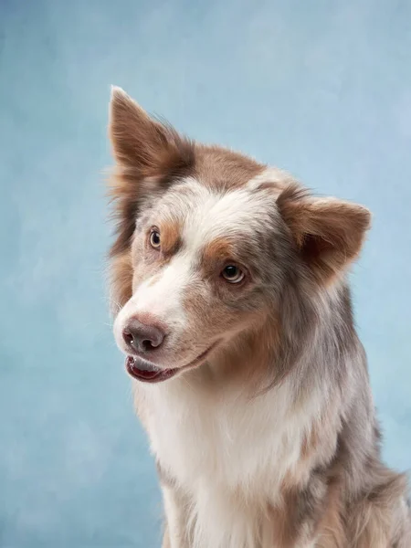 蓝色背景上的狗的肖像。可爱的边境牧羊犬 — 图库照片