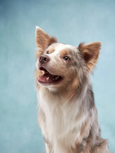 Egy kék hátterű kutya portréja. Aranyos határ collie — Stock Fotó