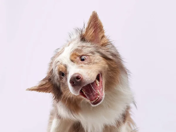 Srandovní pes. Happy Border Collie křivka ústí — Stock fotografie