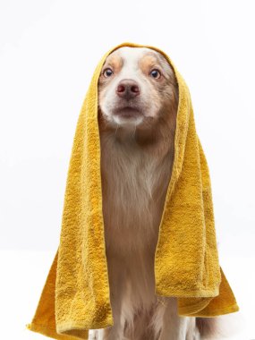 Köpek üstüne köpek. Sarı havlulu bir çoban köpeği. Hayvan yıkama.