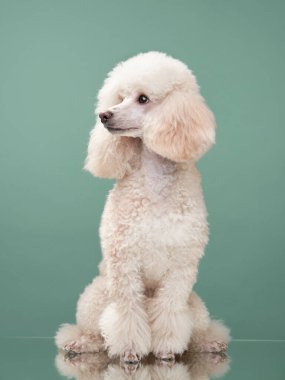 Küçük beyaz bir kanişin portresi. nane arkaplanındaki köpek