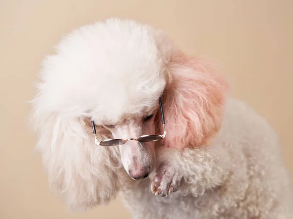 Portrait d'un chien à lunettes. caniche sur fond beige — Photo