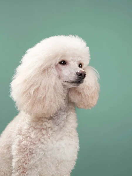 Retrato de um pequeno poodle branco. cão no fundo de hortelã — Fotografia de Stock