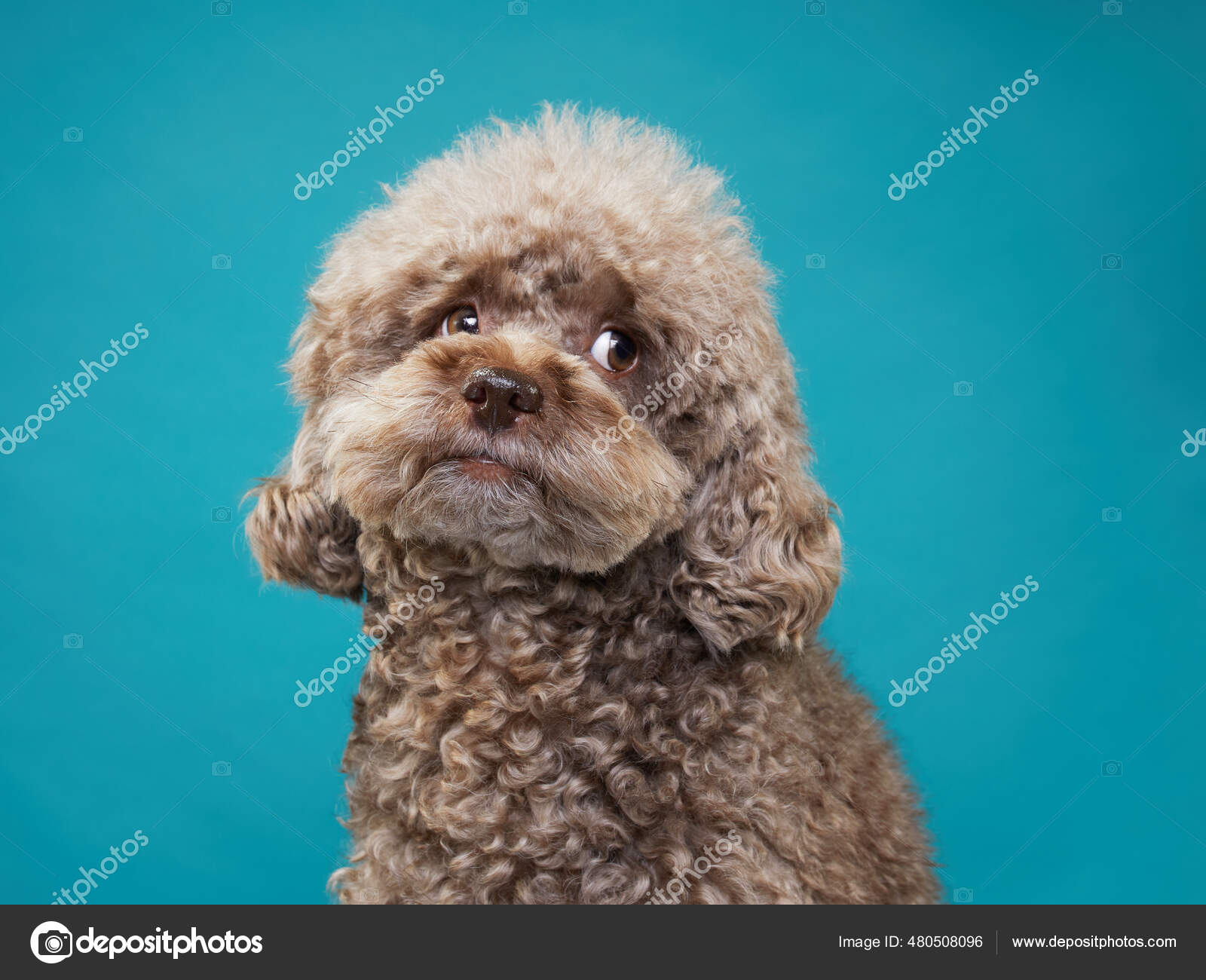 Sød krøllet chokolade puddel. Hunden er som et stykke legetøj. Smukt  kæledyr — Stockfoto © averyanova #480508096, image size:1600x1300