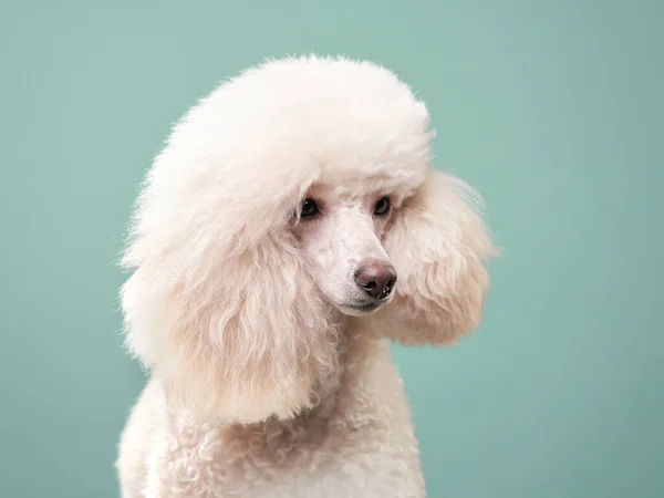 Retrato de um pequeno poodle branco. cão no fundo de hortelã — Fotografia de Stock