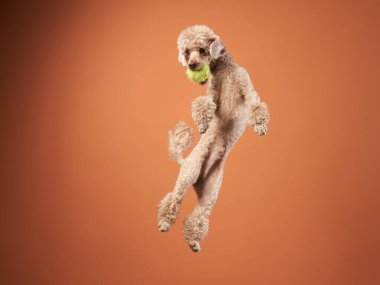 Komik aktif köpek atlayışı. Kırmızı arka planda mutlu bir kaniş