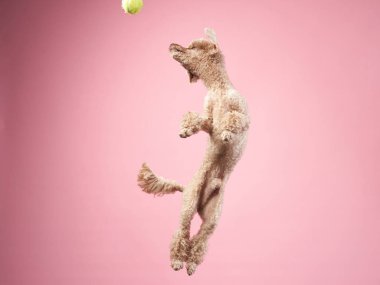 Komik aktif köpek atlayışı. Pembe arka planda mutlu kaniş