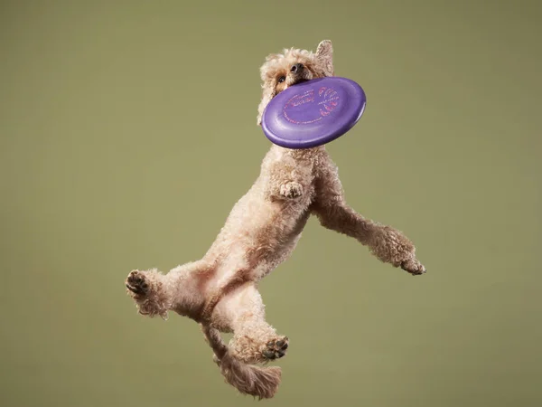 Drôle de saut de chien actif. caniche heureux sur un fond de couleur — Photo