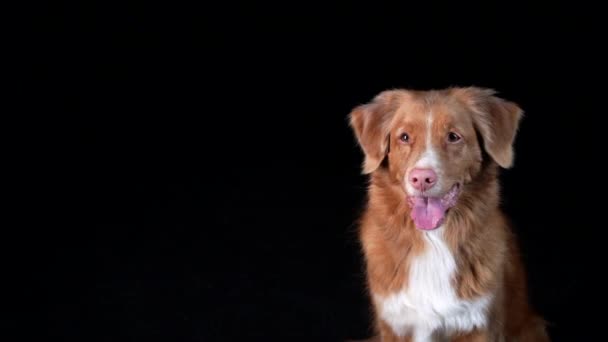 Der Hund fängt Futter. Zeitlupe. Nova Scotia Duck Tolling Retriever auf schwarzem Hintergrund — Stockvideo