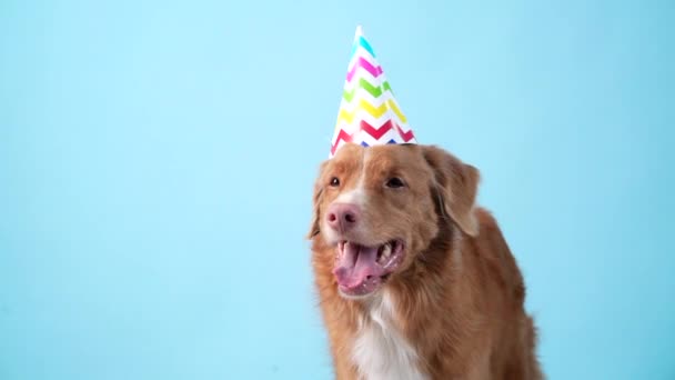 Σκύλος με εορταστικό καπέλο. Nova Scotia πάπια ανάκτηση διοδίων σε μπλε φόντο. — Αρχείο Βίντεο