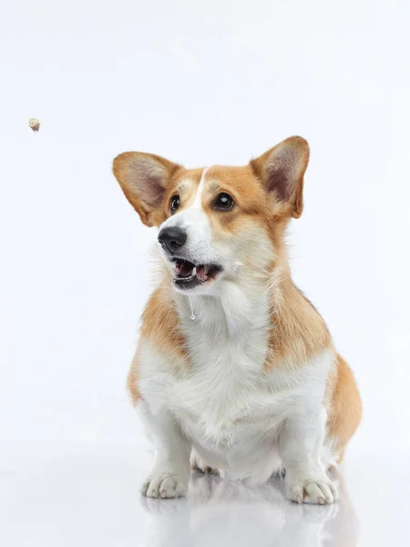 O cão pega um pedaço de comida. engraçado galês corgi pembroke em um fundo branco. — Fotografia de Stock