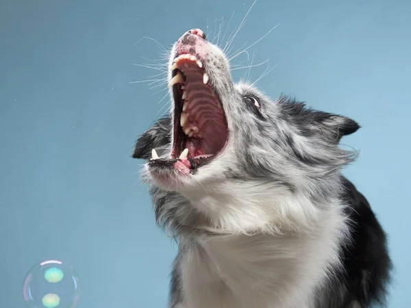 Srandovní emocionální pes, border kolie na modrém pozadí — Stock fotografie