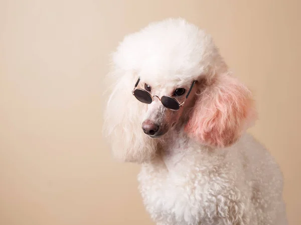 Portré egy szemüveges kutyáról. uszkár bézs háttér — Stock Fotó