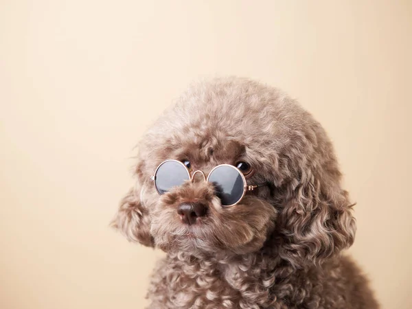 Ritratto di un cane con gli occhiali. barboncino su sfondo beige — Foto Stock