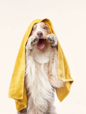 Köpek üstüne köpek. Sarı havlulu bir çoban köpeği. Hayvan yıkama.